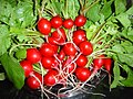 Raphanus sativus (Radish)