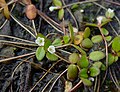 Pool sprite (Gratiola amphiantha)