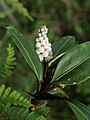 Anthurium obtusum