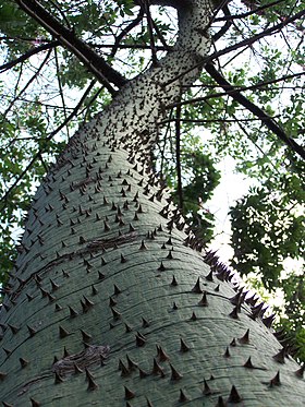 Ceiba speciosa