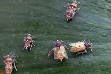 In 2010, the insect Megamelus scutellaris was released by the Agricultural Research Service as a biological control for the invasive species Eichhornia crassipes, more commonly known as water hyacinth.