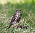 Eurasian Sparrowhawk with its prey