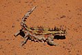 Moloch horridus Agamidae