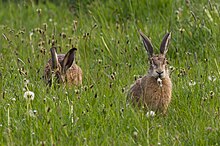 Photograph of a group of feeding hares