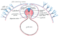 Diagram of a transverse section, showing the mode of formation of the amnion in the chick.