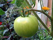 Unripe fruit on the vine