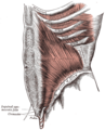 The obliquus internus abdominis.