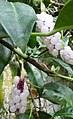 Buah dan daun Anthurium scandens