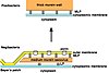 Rooting-the-tree-of-life-by-transition-analyses