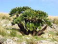 Palmier nain cespiteux (Chamaerops_humilis)