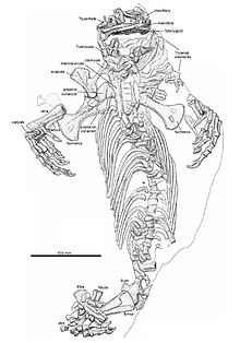 Dessin explicatif de l’holotype de Callibrachion gaudryi.