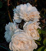 'Mademoiselle de Sombreuil'.