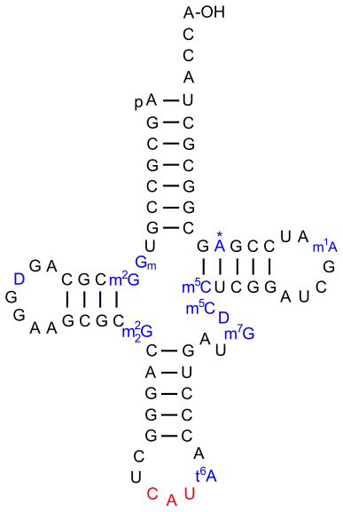 ARNt d'initiation chez la levure. La 2′-O-méthylguanosine est notée Gm.