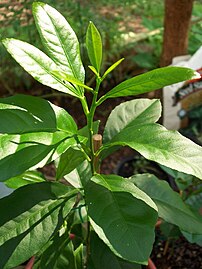 Lemon seedling