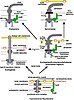 Rooting-the-tree-of-life-by-transition-analyses