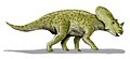 Brachyceratops