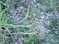 Tragopogon spp.(Salsify Haferwurzel)