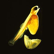 Salmon egg hatching into a sac fry. In a few days, the sac fry will absorb the yolk sac and become a salmon fry