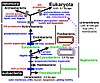 Rooting the tree of life by transition analyses