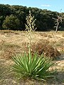 Le yucca était utilisé dans l'artisanat.