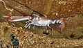 Crostaceo (Nephrops norvegicus, conosciuto come scampo), nella sua tana.