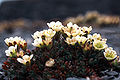 Saxifrage cespiteux (Saxifraga cespitosa)