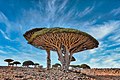 De iconische drakenbloedboom is het symbool van Socotra