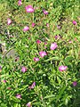 Epilobium palustre