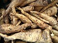 Pastinaca sativa (parsnip)