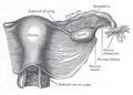 Materica posmatrano ozada