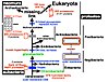 Rooting-the-tree-of-life-by-transition-analyses