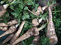 Petroselinum crispum (parsley root)