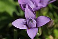 Gentianella campestris