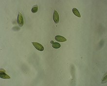 Gonyostomum semen