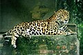 Jaguar (Panthera onca)