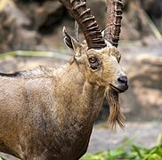 Nubian ibex