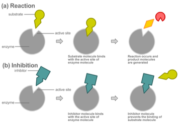 (a) Reaction: Het substraat bindt met de actieve plaats van het enzym. De reactie vindt plaats en de reactieproducten worden gevormd. (b) Inhibition: De inhibitor bindt met de actieve plaats van het enzym. De inhibitor voorkomt nu de binding van het substraat aan de actieve plaats.