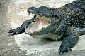 Mugger crocodile