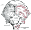 Occipital bone