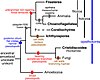 Evolutionary relationships among animals and fungi and their closest unicellular relatives (Choanozoa, Protozoa).