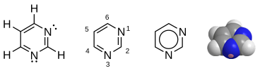 Pyrimidine. Two of the bases found in DNA, cytosine (C) and thymine (T), and a base found only in RNA, uracil (U), are derivatives of pyrimidine.