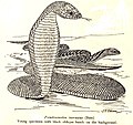 Pseudoxenodon inornatus Pseudoxenodon