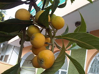 Fruit