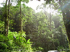 Forêt tropicale humide vers Fond St-Denis.