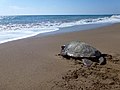 Tartaruga marina del genere Caretta.