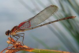 Hetaerina americana (mâle).