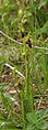 Ophrys insectifera, plante.