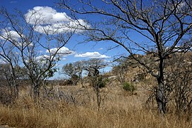 paysage de savane arborée