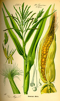 Sara (Zea mays)