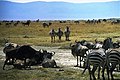 Ngorongoro Conservation Area